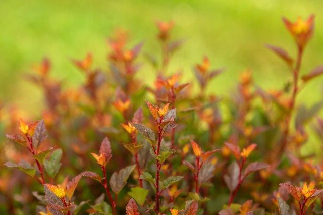 Пузыреплодник калинолистный Спайси Девил